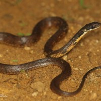 Rhabdophis ceylonensis Gunther, 1858